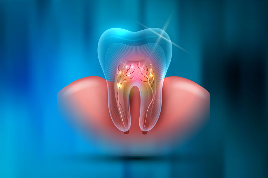 3D shematski prikaz presjeka zuba s zubnom pulpom i potpornim mersom